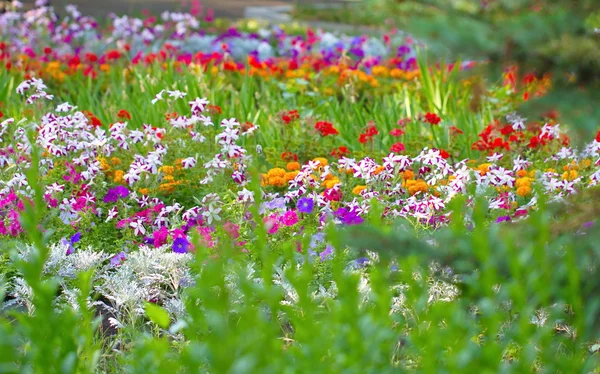 Flores florescentes no canteiro de flores — Fotografia de Stock