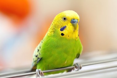 Colorful wavy parrot clipart