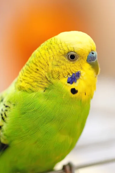 Colorful wavy parrot — Stock Photo, Image