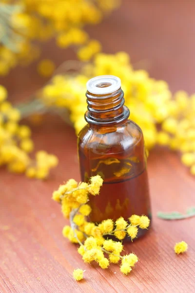 Mimosa essential aroma oil — Stock Photo, Image