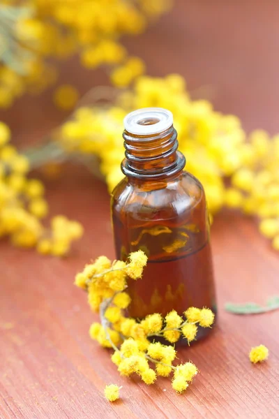 Mimosa väsentliga aromaolja — Stockfoto