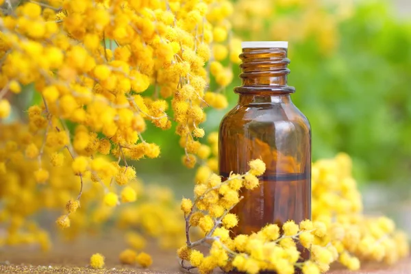 Mimosa väsentliga aromaolja — Stockfoto