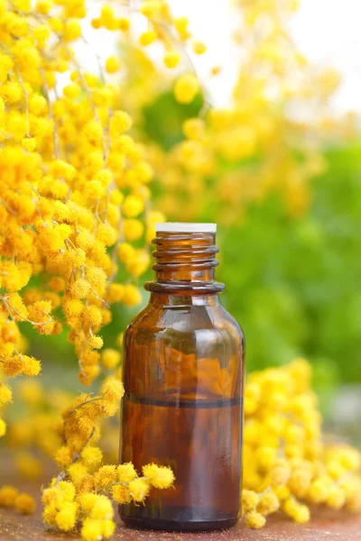 Mimosa essential aroma oil — Stock Photo, Image