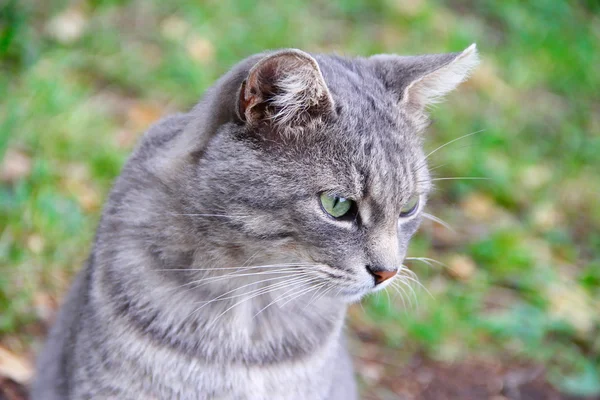 Портрет серой кошки — стоковое фото