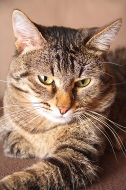 Bir kedinin portresi