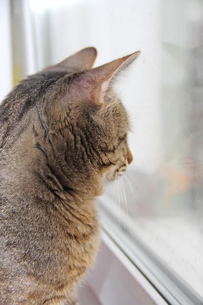 Katze schaut aus dem Fenster — Stockfoto