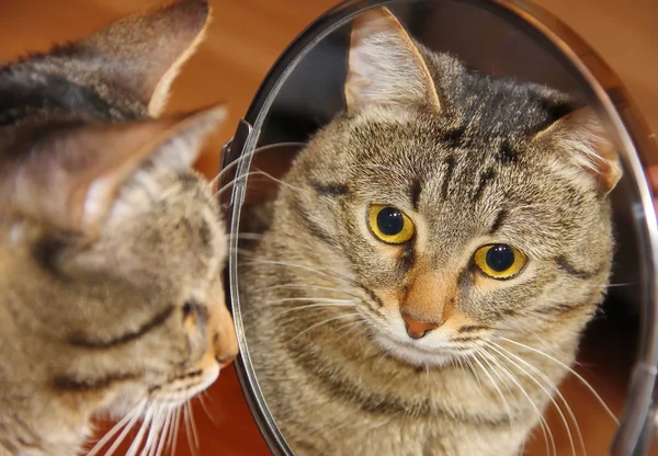 Cat looking to the mirror — стоковое фото