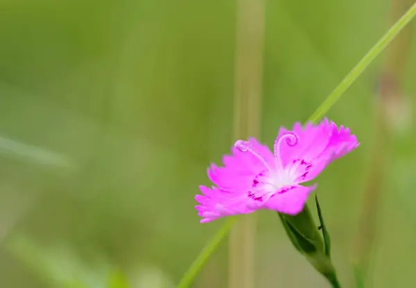 Wild pink carnation — Stock Photo, Image