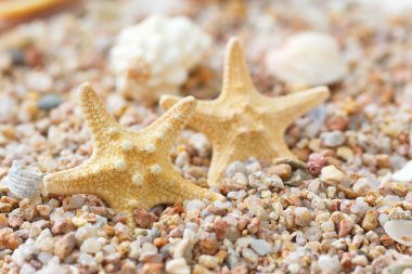 Deniz deniz yıldızı ve kabukları ile kum