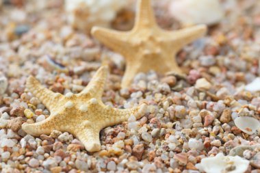 Deniz deniz yıldızı ve kabukları ile kum