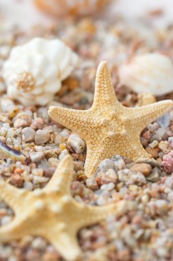 Deniz deniz yıldızı ve kabukları ile kum