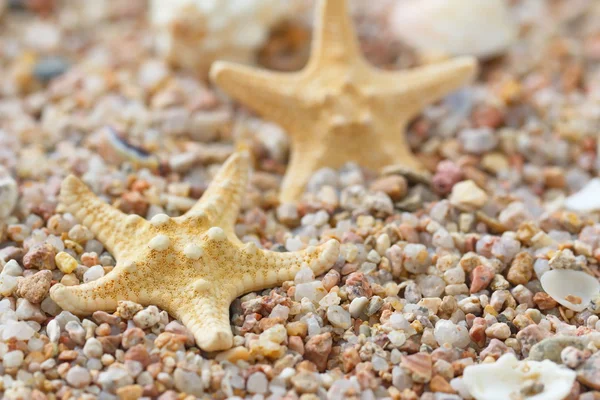 Deniz deniz yıldızı ve kabukları ile kum
