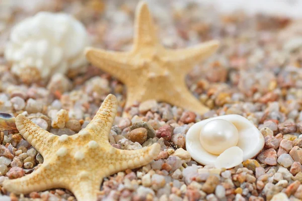 Sea sand with starfish and shells — Stock Photo, Image