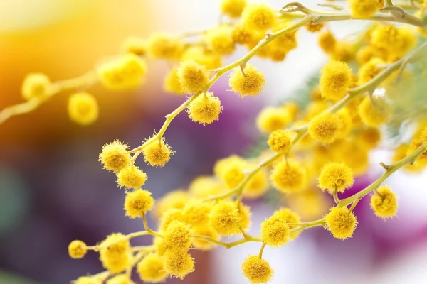 Fiori di Mimosa — Foto Stock