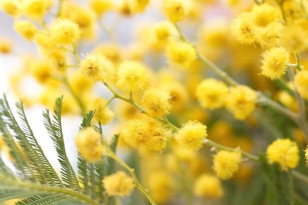 Mimosenblüten — Stockfoto