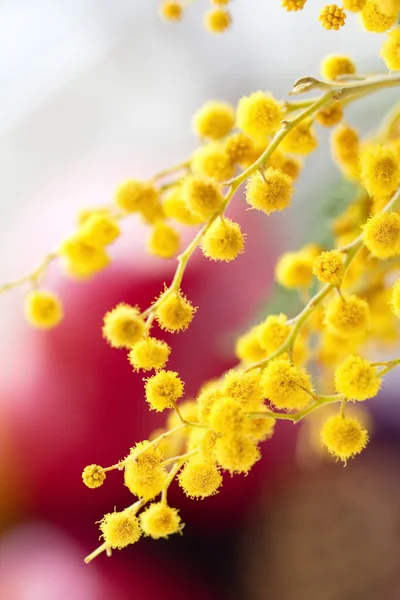 Fiori di Mimosa — Foto Stock