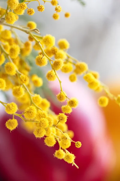 Flores de Mimosa —  Fotos de Stock