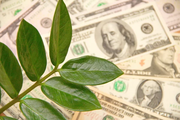 Para ağacını dolar arka plan üzerinde
