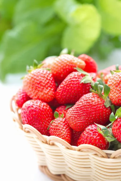 Fresas frescas de verano — Foto de Stock