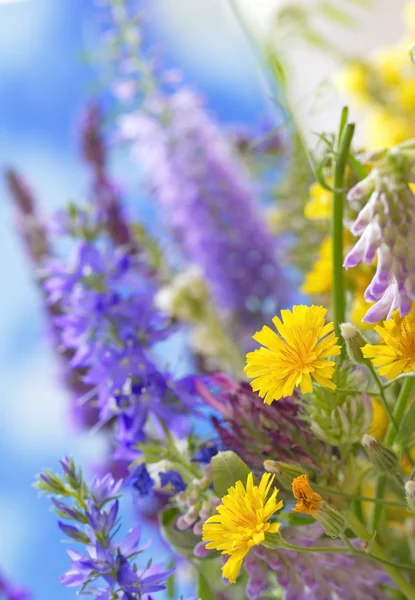 Fiori selvatici — Foto Stock