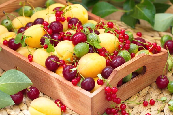 Koš z čerstvého ovoce v létě — Stock fotografie