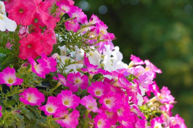 Petunyaların yaz parkta