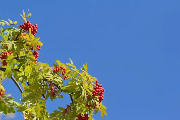 Bunte Herbst Vogelbeerbaum Äste vor blauem Himmel Hintergrund — Stockfoto