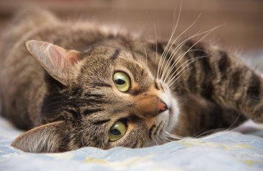 Kedi bir tarafında yatıyor ve size bakar