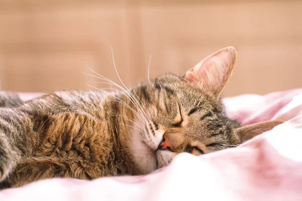 Katze schläft im Bett — Stockfoto