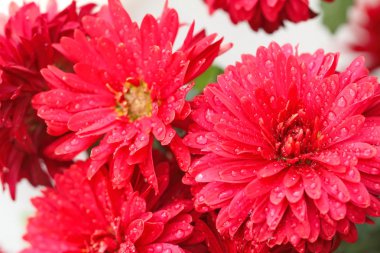 demet kırmızı çiçekler