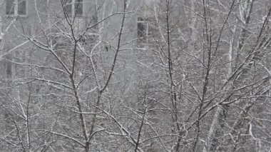 Kar yağışı. Ağaçları kapsayan kar.