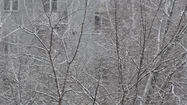 Nevadas. Nieve cubriendo árboles . — Vídeos de Stock