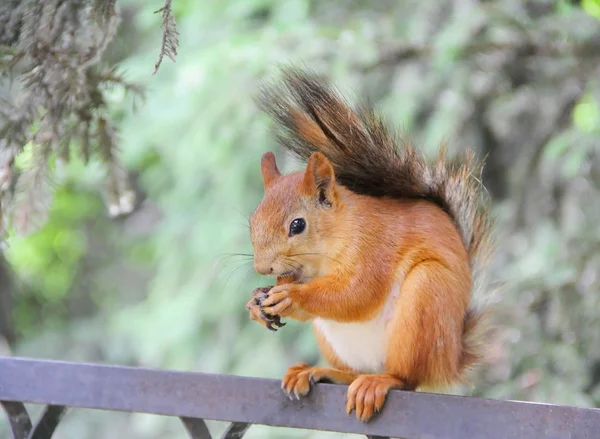 Rode eekhoorn in park — Stockfoto