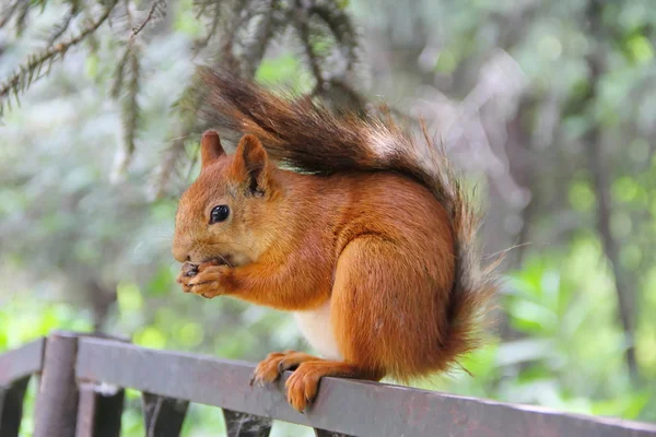 Rode eekhoorn in park — Stockfoto