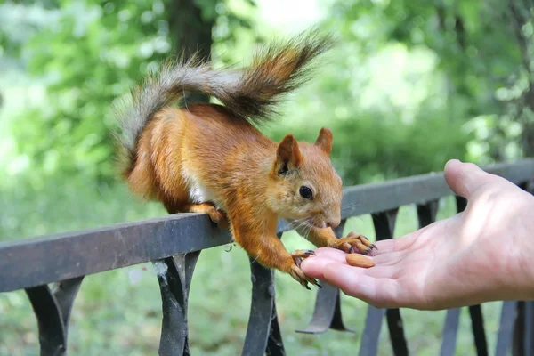 Rotes Eichhörnchen im Park — Stockfoto