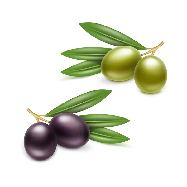Wektor zestaw rozgałęzień czarne i zielone oliwki z liści na białym tle — Wektor stockowy
