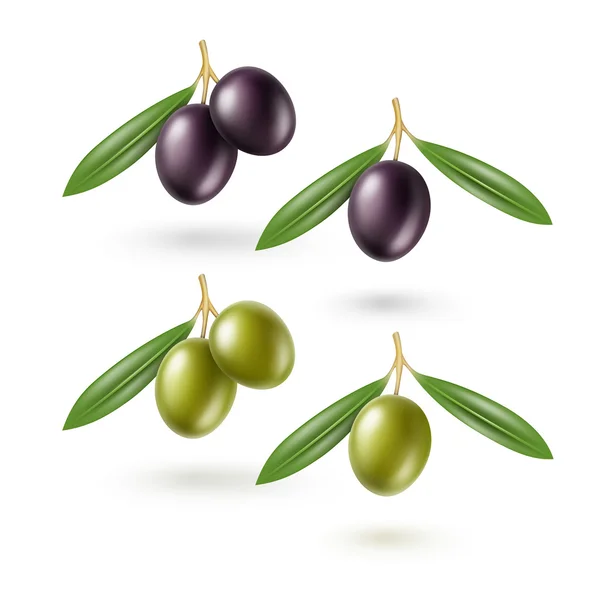 Conjunto vectorial de ramas de aceitunas negras y verdes con hojas aisladas sobre fondo blanco — Vector de stock