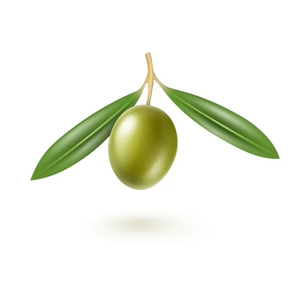 Oliva verde con hojas aisladas sobre fondo blanco — Vector de stock