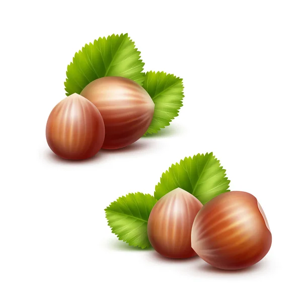 Vector Full Unpeeled Realistic Hazelnuts with Leaves Isolated on Background — Stock Vector