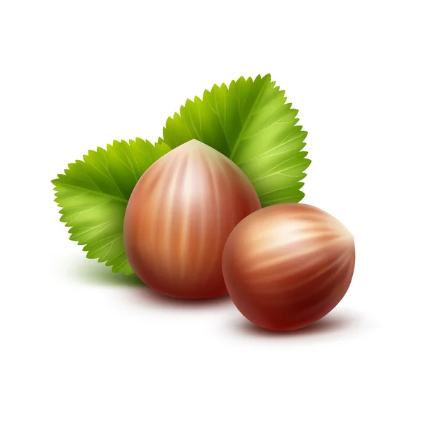 Vector Full Unpeeled Realistic Hazelnuts with Leaves Isolated on White Background — Stock Vector
