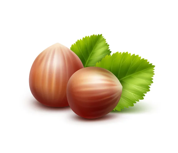 Vector Full Unpeeled Realistic Hazelnuts with Leaves Close up Isolated on Background — Stock Vector