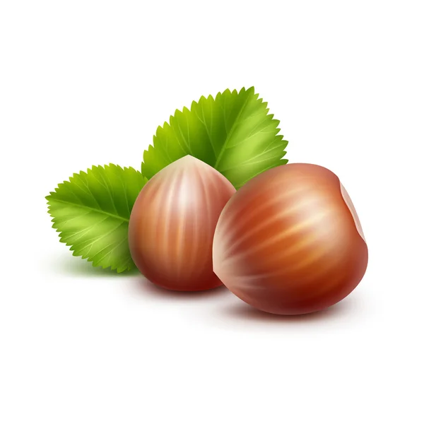 Vector Full Unpeeled Realistic Hazelnuts with Leaves Close up on White Background — Stock Vector