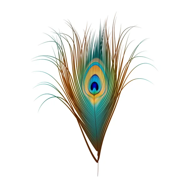 Vector peacock feather geïsoleerd op wit — Stockvector