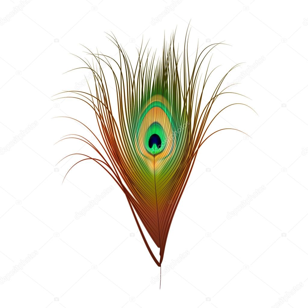 Vector Peacock Feather Isolated on White Stock Vector Image by ©Zonda ...