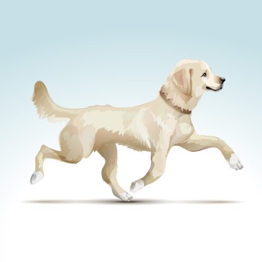 Vektör Labrador Retriever köpek