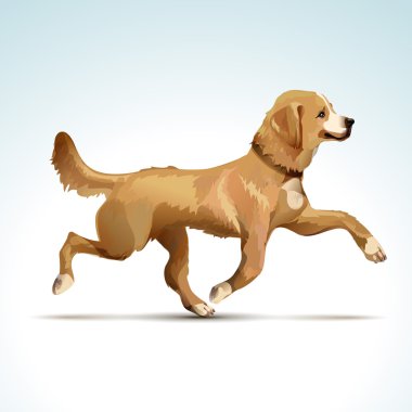 Vektör Labrador Retriever köpek