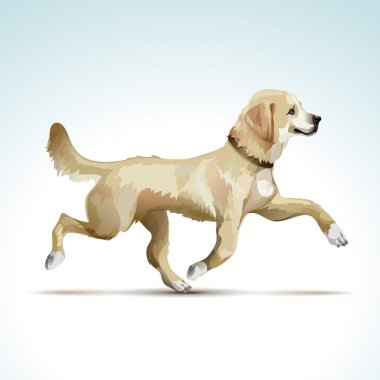 Vektör Labrador Retriever köpek