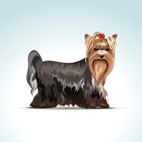 Vektor yorkshire terrier hund — Stockvektor