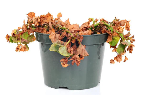 Plante morte et ratatinée, dans un pot en plastique — Photo