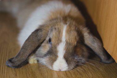 Kafeste yemek bekleyen, izleyen bir tavşan.